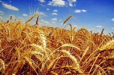 По итогам января-августа индекс сельхозпроизводства в УР сократился на 2%