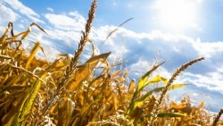 От засухи в Удмуртии пострадали зерновые, многолетние травы и лен