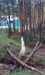 Строительство Енот-парка в Карлутском лесу