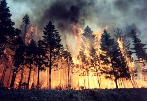 Владимир Поздняков: Надо срочно менять Лесное законодательство, пока не сгорел весь российский лес!